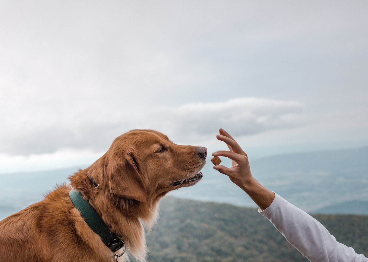 4 Ways Your Pet Can Benefit From CBD